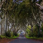 The Dark Hedges nahe Ballymoney, Nordirland. Drehort von Game of Thrones / © Foto: Georg Berg