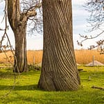 Alte Kastanienalllee (Esskastanien) von Schloss Dyck bei Grevenbroich. Mehr als 214 Bäume wurden in den Jahren 1774 bis 1811 für eine Allee zwischen dem Schloss und dem Nikolaus-Kloster gepflanzt. Es ist vermutlich die älteste und längste noch existierende Kastanienallee in Deutschland / © Foto: Georg Berg