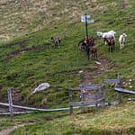 Ziegen an einer Absperrung mit Wanderzeichen in den Vogesen / © Foto: Georg Berg