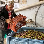 Pressmeister Fabrice Godet aus Draguignan wiegt die Anlieferung frisch geernteter Oliven ab. Ab 300 Kilo bekommt der Kunde das Öl aus seinen eigenen Oliven. Kleinere Mengen werden mit anderen Sorten und Lieferungen gemischt,  Draguignan, Department Var, Provence, Frankreich / © Foto: Georg Berg