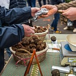 Tuber Melanosporum wird auch Schwarzer Trüffel genannt. Er ist sehr begert und gehört zu den teuersten Speisepilzen der Welt. Kurz vor Weihnachten steigt der Preis pro Kilo auf 1.000 Euro oder mehr / © Foto: Georg Berg