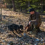 Zu Trüffelspürhunden abgerichtet werden können alle Hunderassen. Trüffelspürhund Manolo zeigt dem „Trufficulteur“ Tangay Demachy eine Fundstelle an. In der Hochsaison arbeiten auf der Domaine de Majestre 5 Trüffelsucher mit ihren Hunden. Sie werden pro Woche und nach Gewicht der Trüffel bezahlt / © Foto: Georg Berg