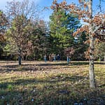 Im Department Var werden für die Trüffelzucht Eichenbäume eingesetzt. Erst nach 10 Jahren können die ersten Trüffel an einem Baum geerntet werden. Im Alter von 20 - 30 Jahren werden die Trüffel kleiner, die an den Wurzeln der Bäume wachsen / © Foto: Georg Berg