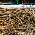 Wirrwarr an Süßholzwurzeln. Auch oberirdisch ist das Süßholz eine struppige Erscheinung. Im Mittelalter war das Süßholz für Bamberg sehr bedeutend und sogar Bestandteil des Stadtwappens / © Foto: Georg Berg