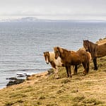 Islandponys müssen in Island Pferd genannt werden / © Foto: Georg Berg