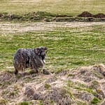 Isländisches Anführerschaf / © Foto: Georg Berg