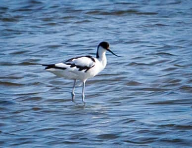 Der scheue Säbelschnäbler ist in den Marschgebieten zu Haus, in denen das Salt der Guérande gewonnen wird / © Foto: Georg Berg