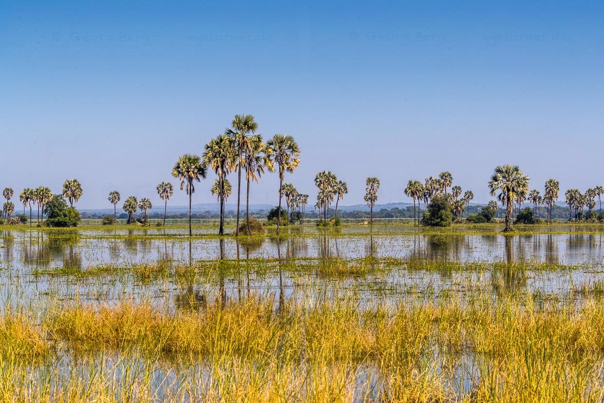 Liwonde Nationalpark, starke Regenfälle während der Regenzeit haben den Shire Fluss über die Ufer treten lassen. Kurz nach der Regenzeit im Mai ist der Nationalpark sehr grün. Die Tiere finden fast überall Wasser / © Foto: Georg Berg