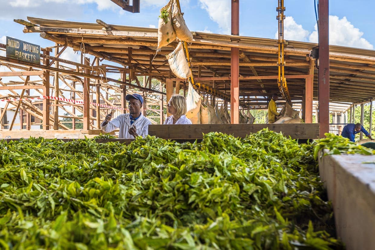 Die Säcke mit den frisch geernteen Teeblättern werden über ein Förderseil angeliefert und zum Trocknen ausgebreitet. Produktionsleiter Chisomo Custom erklärt die ersten Schritte im Produktionsprozess für schwarzen Tee / © Foto: Georg Berg
