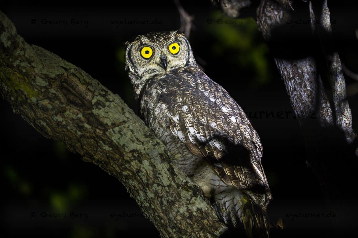 Büscheleule im Majete Wildlife Reserve, Malawi / © Foto: Georg Berg