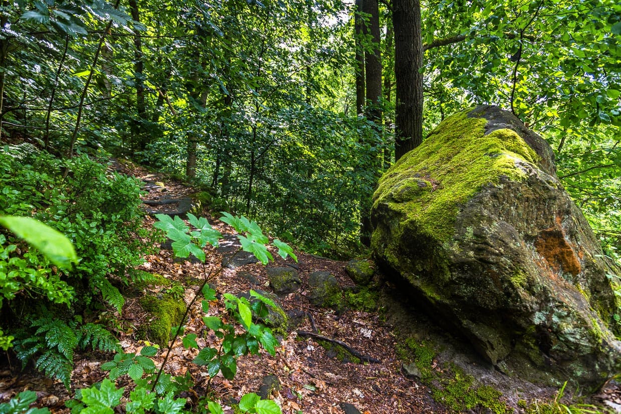 Fels mit Moos bewachsen auf dem Caspar-David-Friedrich Weg bei Krippen, Sächsische Schweiz. Der Fels findet sich in dem berühmten Gemälde Friedrichs  „Zwei Männer in Betrachtung des Mondes“, 1819 / © Foto: Georg Berg