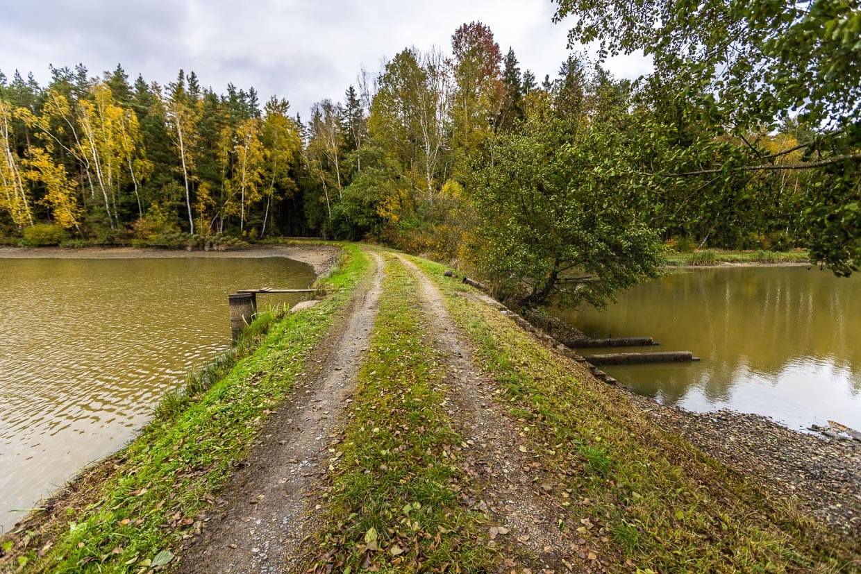 Damm zwischen zwei Karpfenteichen. Die Teiche gehören zu einer Teichkette, bei der das kostbare Wasser beim Abfischen in den jeweils schon abgefischten Teich geleitet wird / © Foto: Georg Berg