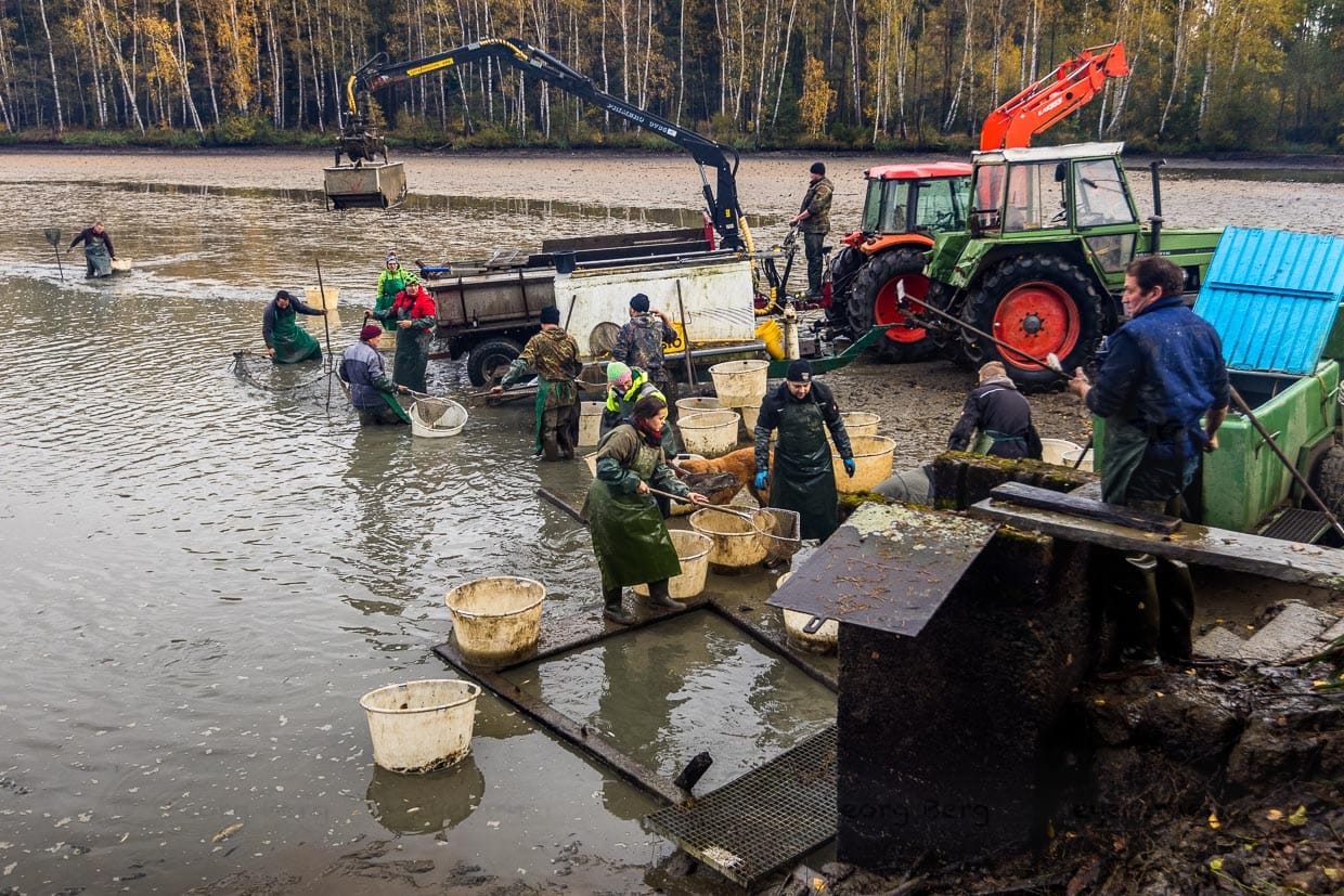 Viele Helfer werden für das Abfischen eines Karpfenteichs benötigt. Meistens am Wochenende werden Teiche abgefischt, dann helfen Freunde und Familie / © Foto: Georg Berg