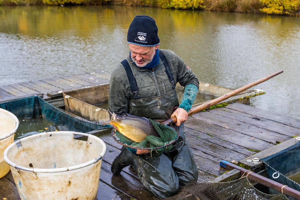 Teichwirt Thomas Beer zeigt einen Spiegelkarpfen mit einer Verletzung an der Schwanzflosse zugefügt durch einen Fischotter / © Foto: Georg Berg