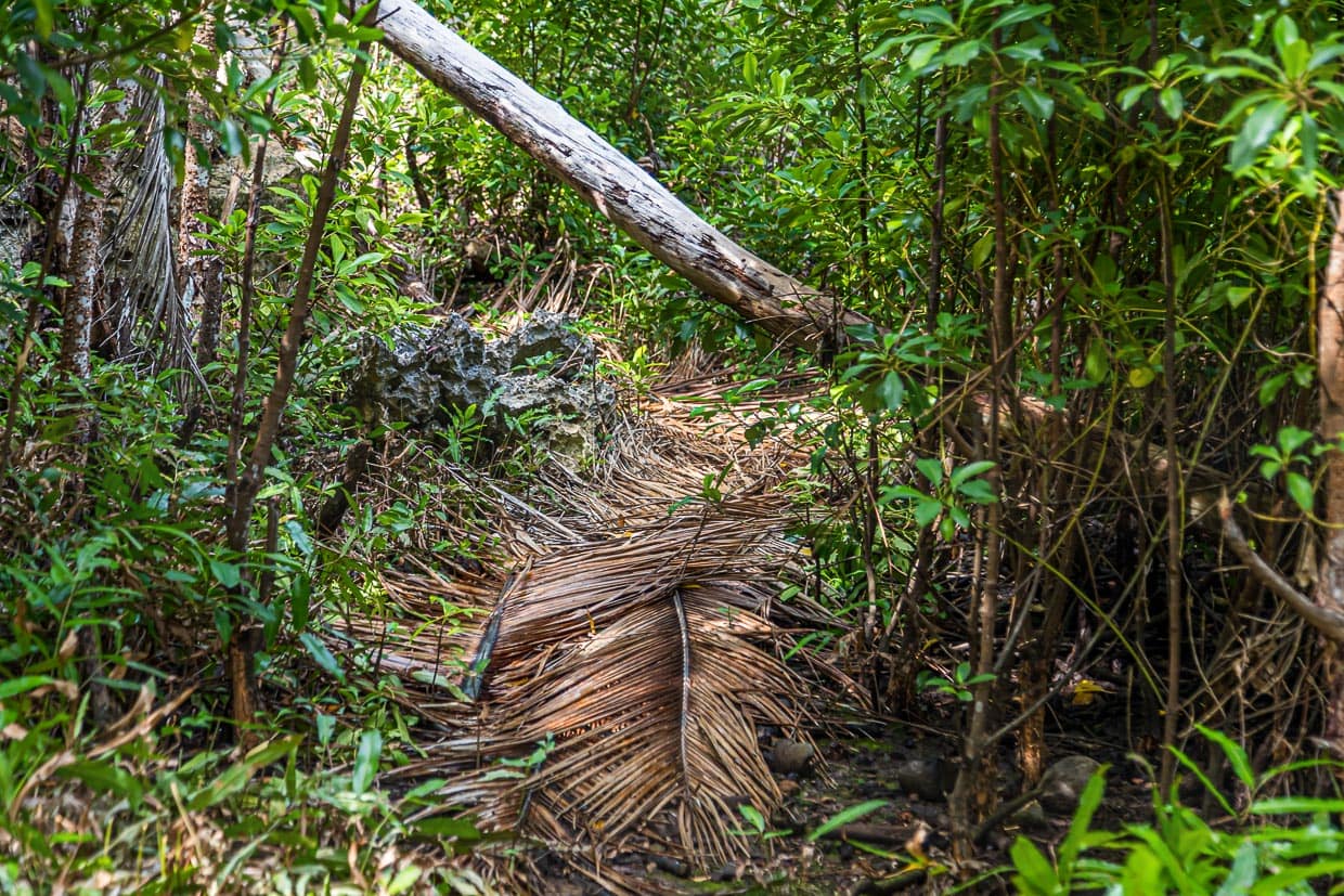 Auf der unbewohnten Insel Pana Wara Wara sind Wege mit Palmwedeln gedeckt / © Foto: Georg Berg