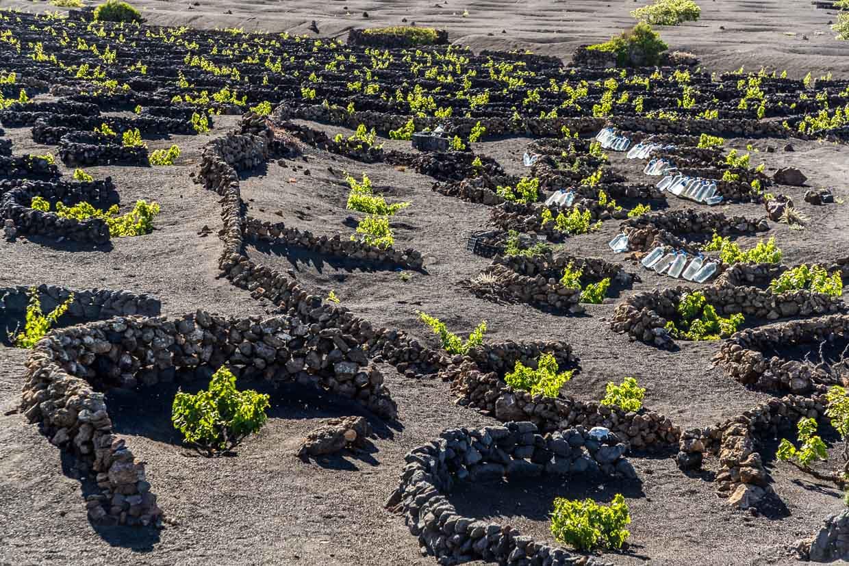 Viticulture à Lanzarote avec des murs de pierre pour se protéger du vent et des bouteilles d'eau pour l'irrigation / © Photo : Georg Berg