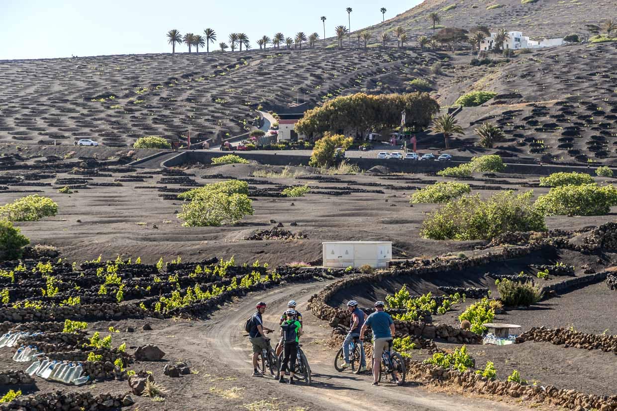 Des touristes explorent la région viticole de La Geria à vélo / © Photo : Georg Berg