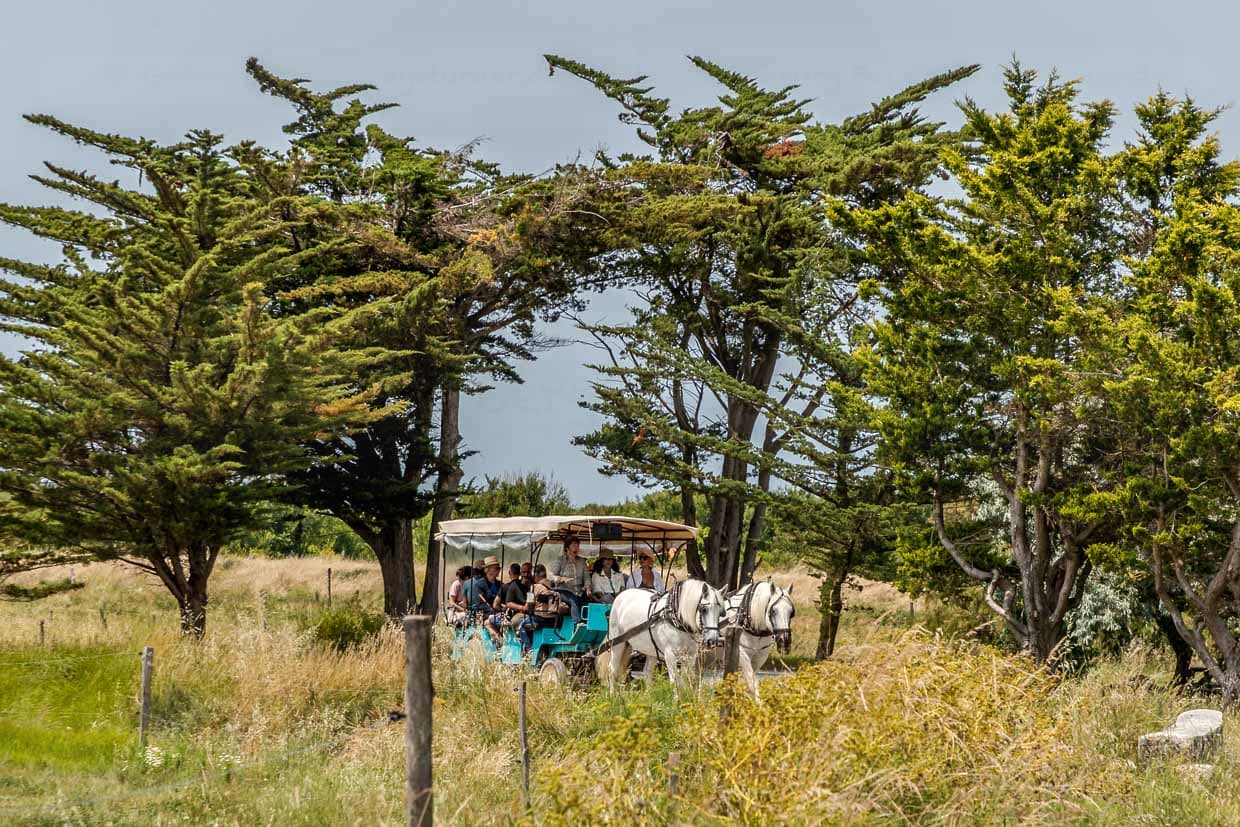 Voiture hippomobile avec touristes sur l'île d'Aix sans voitures / © Photo : Georg Berg