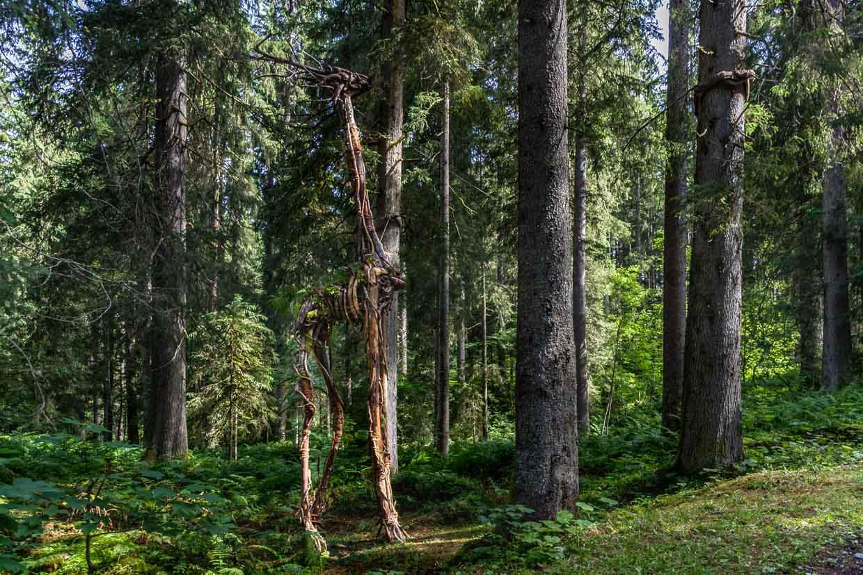 Waldschreiter von Gedeon Regli und Fabienne Baumann, filigrane Holzfragmente bilden einen großen aber grazilen Körper, ein Wesen aus einer anderen Welt. Jedes Stück Holz trägt Spuren von Wasser, Wind und Zeit. Landart Pfad Gerschnialp in Engelberg 2025 / © Foto: Georg Berg