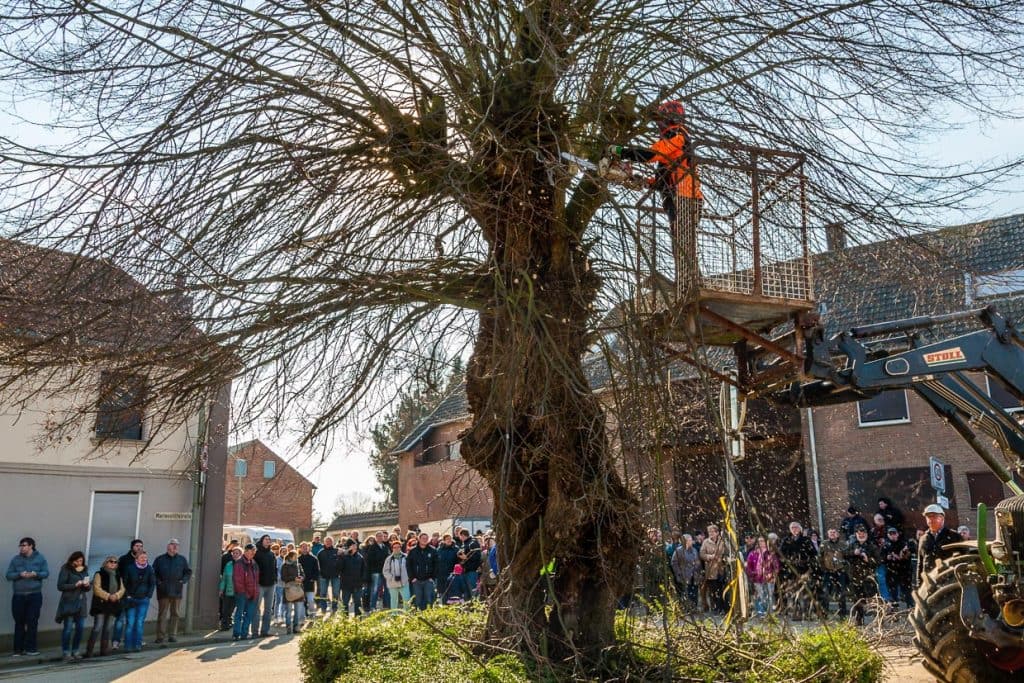 Die Linde beginnt zu knospen. Dennoch hat sie keine Zukunft / © Foto: Georg Berg