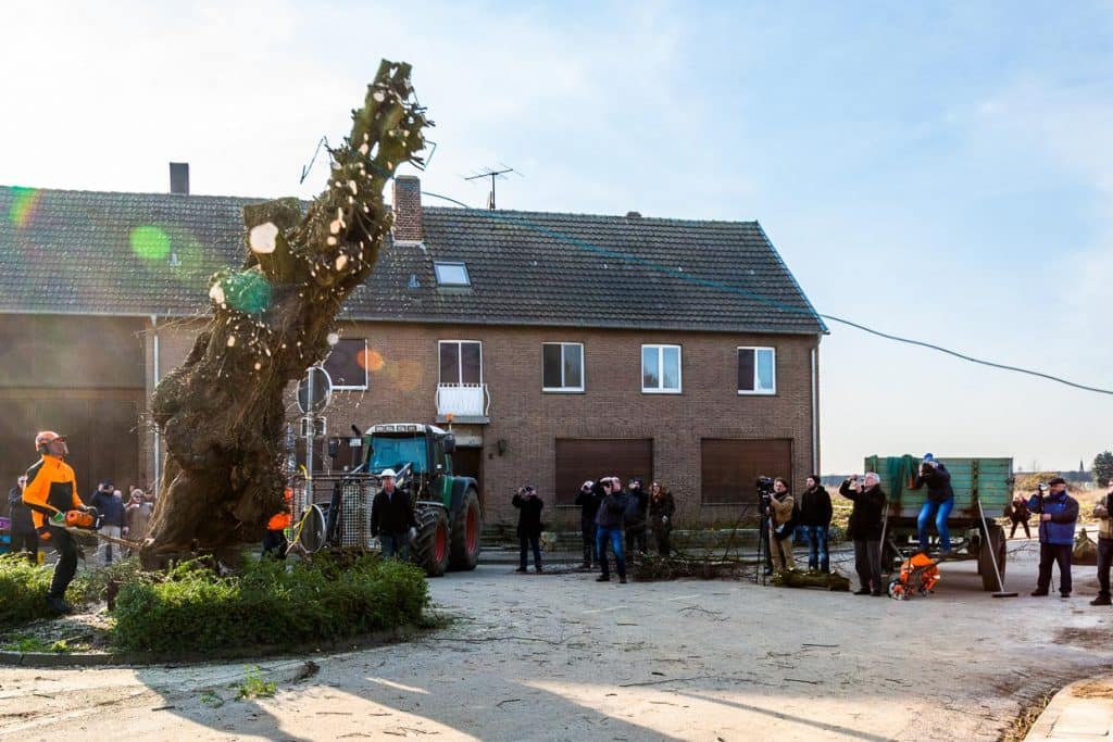 Der Dorftrutz fällt / © Foto: Georg Berg