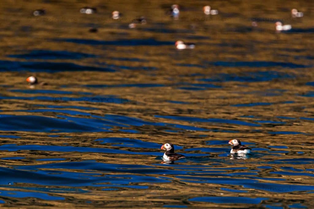 Die Papageientaucherinsel (Puffin Island) in der Nähe von Húsavík ist während der Brutzeit Heimat für viele Papageientaucher / © Foto: Georg Berg