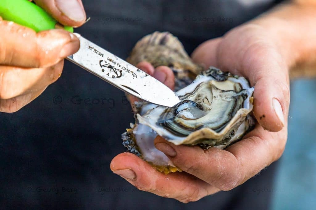 Die Schale der Tarbouriech-Auster ist hell und leicht rosa. Das Austernfleisch lässt sich leicht ablösen / © Foto: Georg Berg