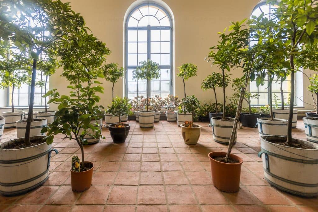 Orangerie im Barockgarten von Kloster Neuzelle. Winterquartier für 120 Citrusbäume / © Foto: Georg Berg