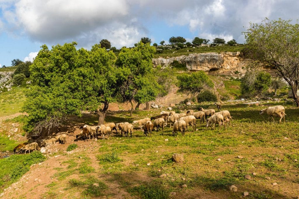 Schafherde bei Akamas, Südzypern / © Foto: Georg Berg