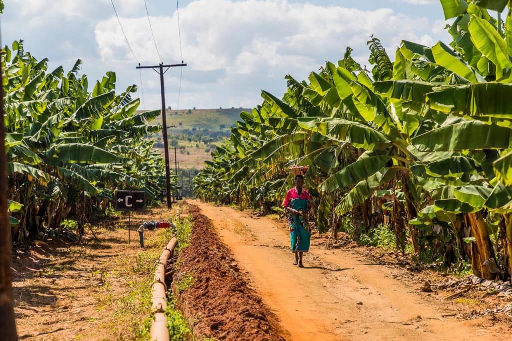 Frau mit Korb auf der Plantage Nature's Gift Bananas, Kumbali Estate in Lilongwe, Malawi / © Foto: Georg Berg