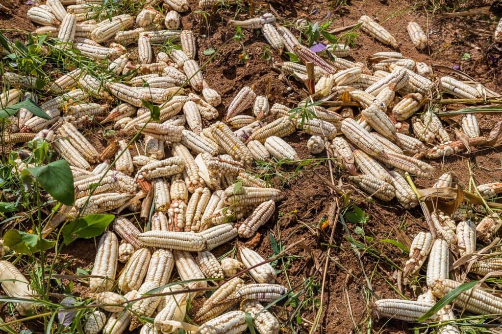 Weißer Mais ist ein Grundnahrungsmittel in Malawi. Erntezeit ist im April und Mai zum Ende der Regenzeit. Mais ist die wichtigste und am häufigsten angebaute Kulturpflanze und das wichtigste Grundnahrungsmittel in Malawi / © Foto: Georg Berg