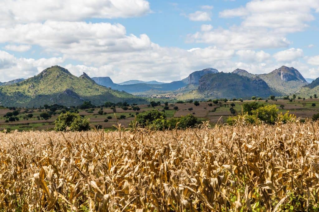 Maisfeld im Hochland von Lilongwe, Malawi. Erntezeit ist zum Ende der Regenzeit im April und Mai. Mais ist die wichtigste und am häufigsten angebaute Kulturpflanze in Malawi / © Foto: Georg Berg