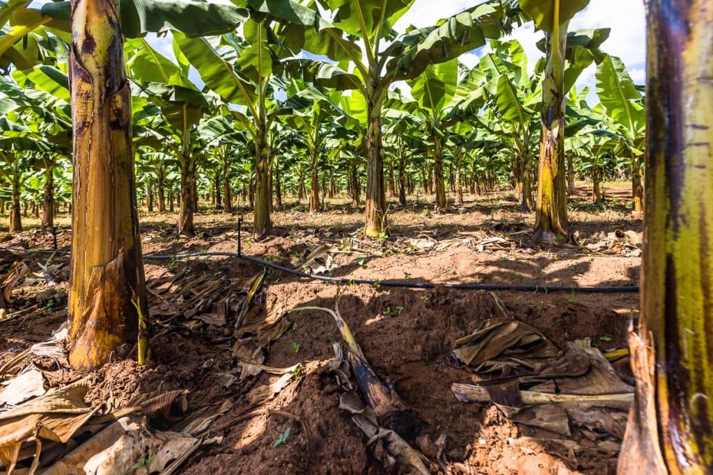 Bananenstauden haben keinen Stamm aus Holz. Große, sehr steife Blätter der Bananenpflanze wachsen ineinander. Der Scheinstamm aus Blättern ist sehr stabil / © Foto: Georg Berg