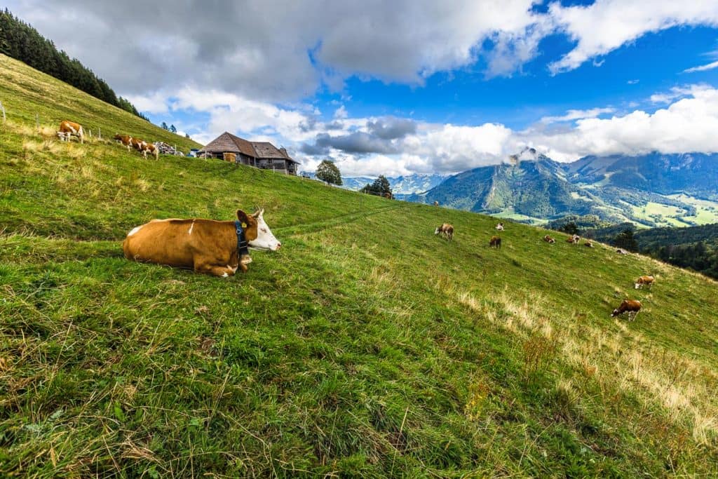 Der Weg der Käsereien (Sentier des Fromageries) führt im Kanton Freiburg oberhalb von Gruyères an 20 Käsereien vorbei / © Foto: Georg Berg