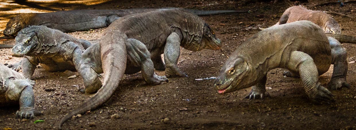 Komodowarane ermitteln ihre Rangordnung im Kampf / © Foto: Georg Berg
