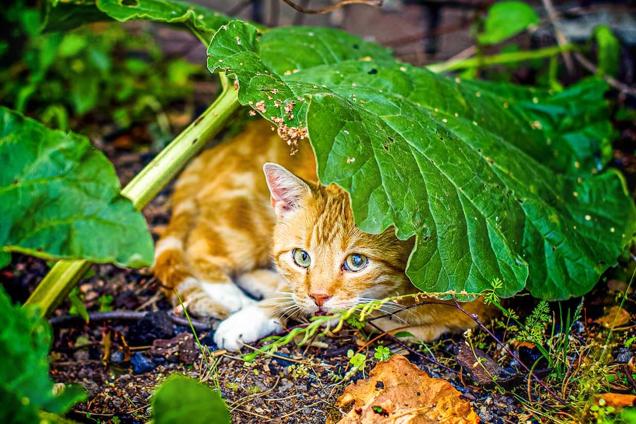Katze an Rhabarber. Hierbei handelt es sich nicht um eine neue Dessert-Kreation, sondern um einen schattigen Schlafplatz im Garten / © Foto: Georg Berg