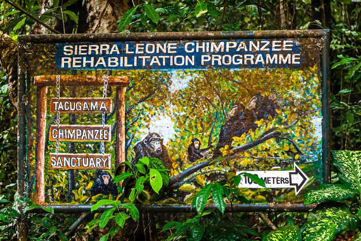Bei Freetown werden Schimpansen wieder auf die Wildnis vorbereitet / © Foto: Georg Berg