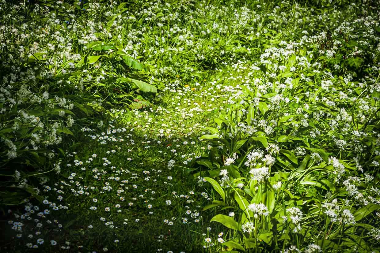 Bärlauch soweit das Auge reicht – ein ganzer Teppich durchzieht den Garten und selbst die Luft riecht würzi / © Foto: Georg Berg