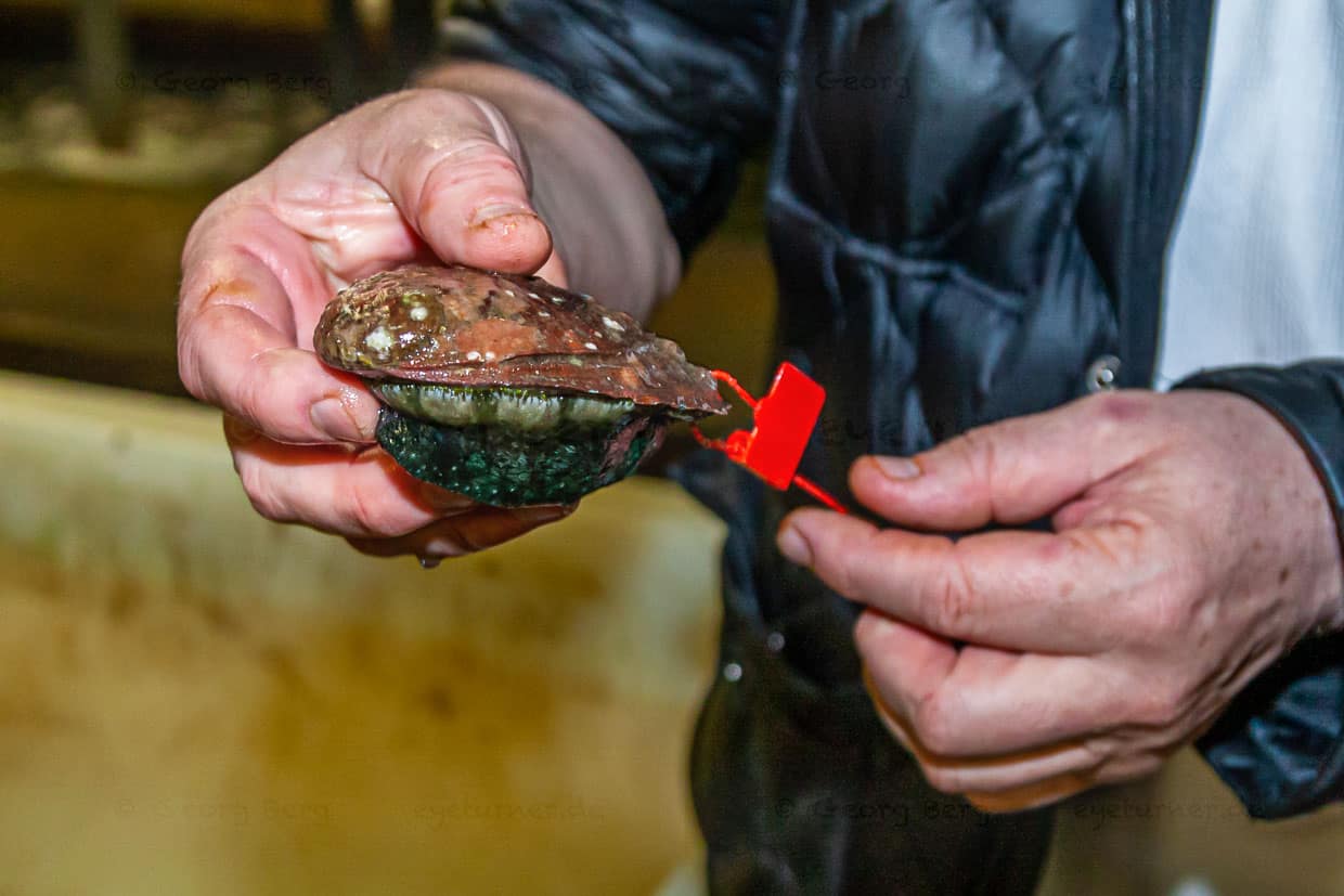 Ormeau, das Seeohr sieht aus wie eine Muschel, ist aber eine ungewundene Schnecke / © Foto: Georg Berg