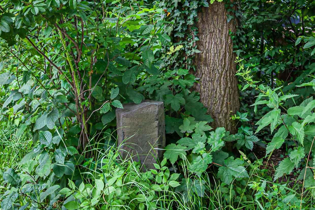 Damals wurde auch Joseph Beuys für tendenziell bekloppt gehalten. Er ließ zur documenta 7 fünf Jahre später 7.000 Eichen im Stadtgebiet von Kassel pflanzen und daneben jeweils einen Steinquader platzieren. Heute ist Kassel – auch wegen dieses documenta Projekts von Joseph Beuys grüner und schöner / © Foto: Georg Berg