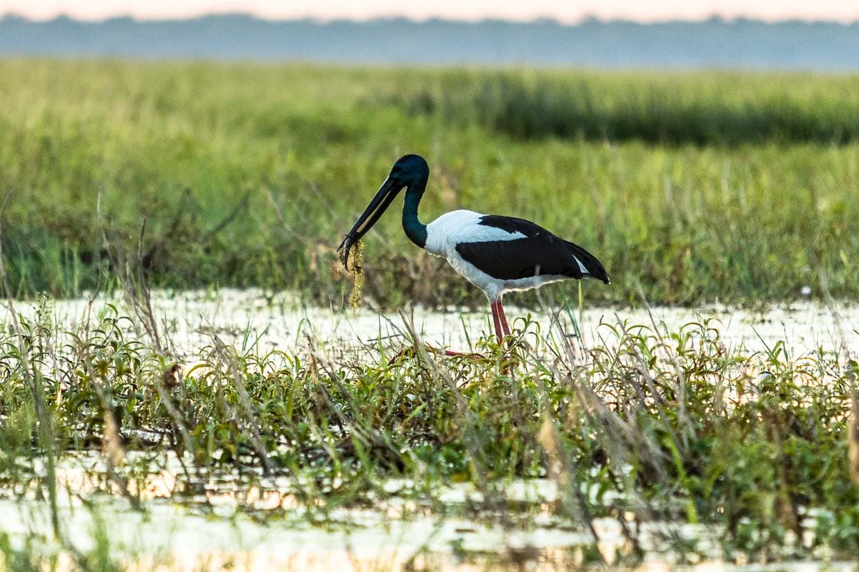 Ein Schwarzstorch, der in Australien Jabiru genannt wird, gönnt sich einen frischen Fisch / © Foto: Georg Berg