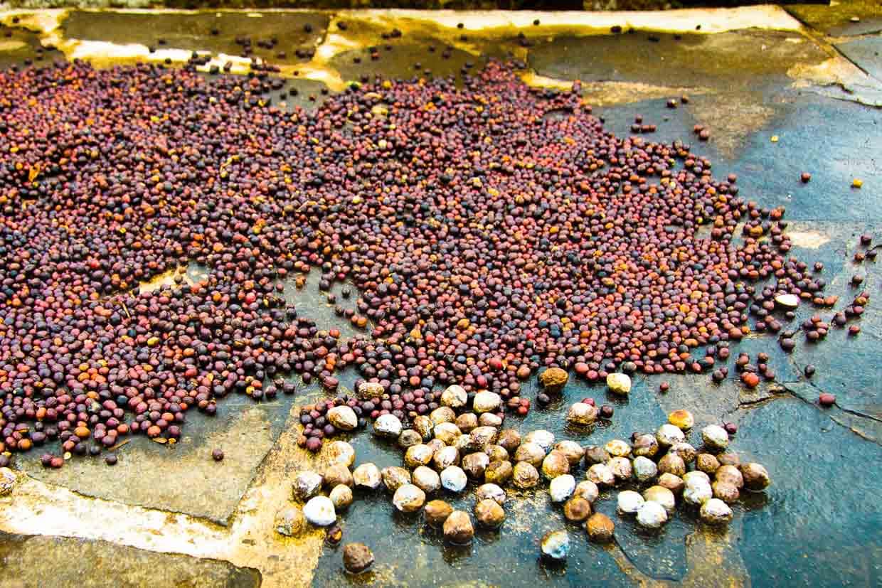 Erntefrisch trocknet der Kaffee in Indonesien. Bei der Einfuhr nach Australien muss er deklariert werden / © Foto: Georg Berg