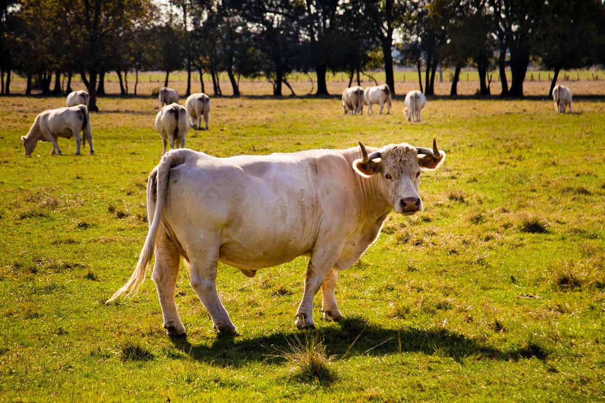 Neben Weinbergen, Flüssen und Kanälen prägen auch die weißen Charolais Rinder das Landschaftsbild im Burgund / © Foto: Georg Berg