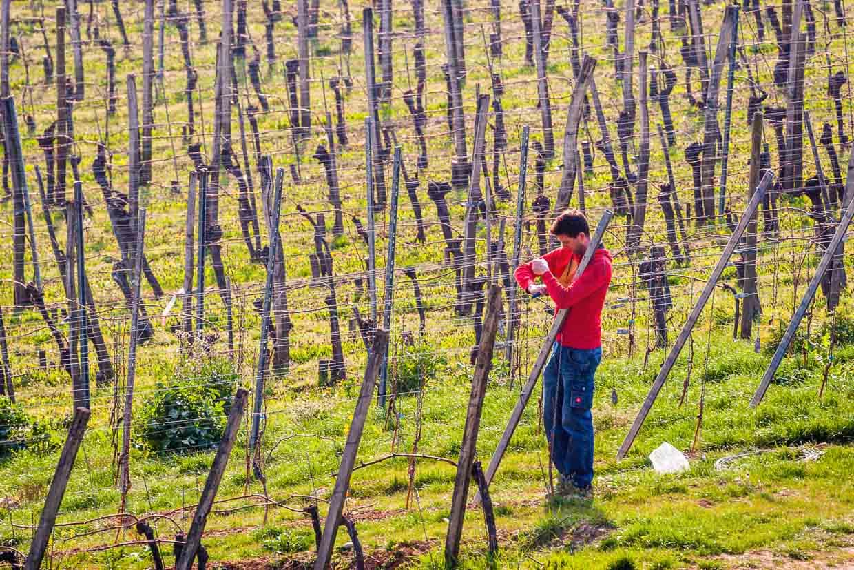 Frühjahrsarbeit am Rebstock. Der Gutedel hat etwas weniger Alkohol, gilt als sehr bekömmlich. 1780 wurde die Rebsorte Gutedel von Markgraf Karl-Friedrich von Baden aus Vevey am Genfer See ins Markgräfler Land gebracht. Schon damals hatte diese Traube eine über mehrere Jahrtausende währende Geschichte hinter sich. Heute wächst sie zwischen den beiden Münstern zu Basel und Freiburg. Die große Traube bringt einen frischen, spritzigen Wein hervor / © Foto: Georg Berg