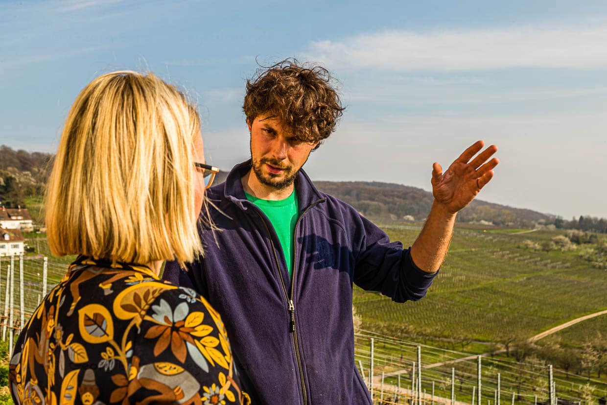 Winzer Johannes Schneider erzählt, dass die Rebsorte Gutedel rund 20 Prozent der Produktion ausmacht. Ein Zechwein mit wenig Alkohol und wenig Säure, leicht und unkompliziert. Der Burgunder der Schneiders schafft es zum Ausschank bis nach London in die Tate Gallery / © Foto: Georg Berg