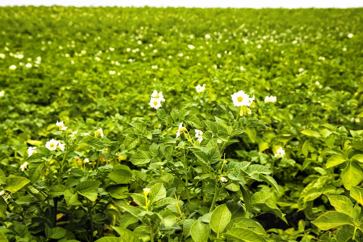 Zartes Pflänzchen mit hübscher weißer Blüte. Die Frühkartoffel braucht gut 90 Tage bis zur Reife / © Foto: Georg Berg
