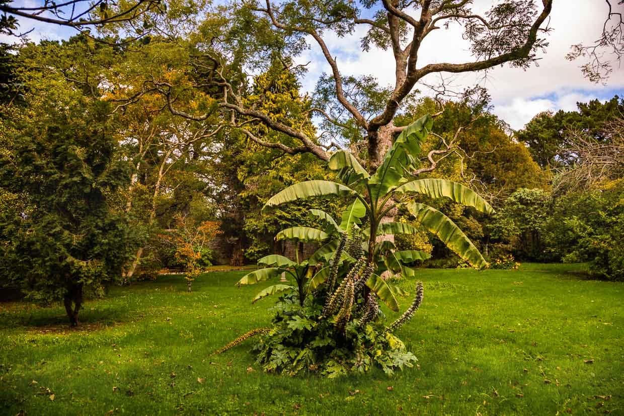 Im Garten des Hotel Dunloe braucht man nur eine Stunde, um botanisch um die ganze Welt zu reisen / © Foto: Georg Berg