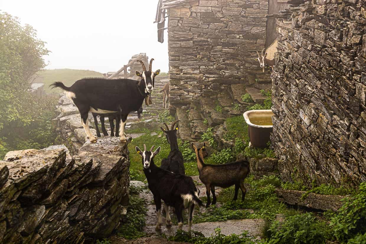 Wandert man vom Roccolo Meri weiter Richtung Monte Generoso so kommt man an einigen verfallenen Häusern vorbei. In den alten Gemäuern haben es sich Ziegen gemütlich gemacht / © Foto: Georg Berg