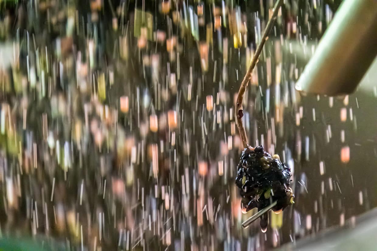 Die Reben, hier Pinot Noir, werden direkt nach der Anlieferung entrappt und gequetscht / © Foto: Georg Berg