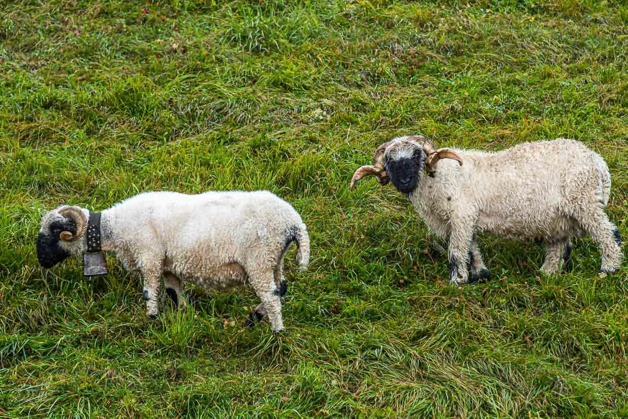 Die für das Wallis typischen Schwarznasenschafe. Ob ihr getrockneter Mist wohl der beste Safran-Dünger ist? / © Foto: Georg Berg